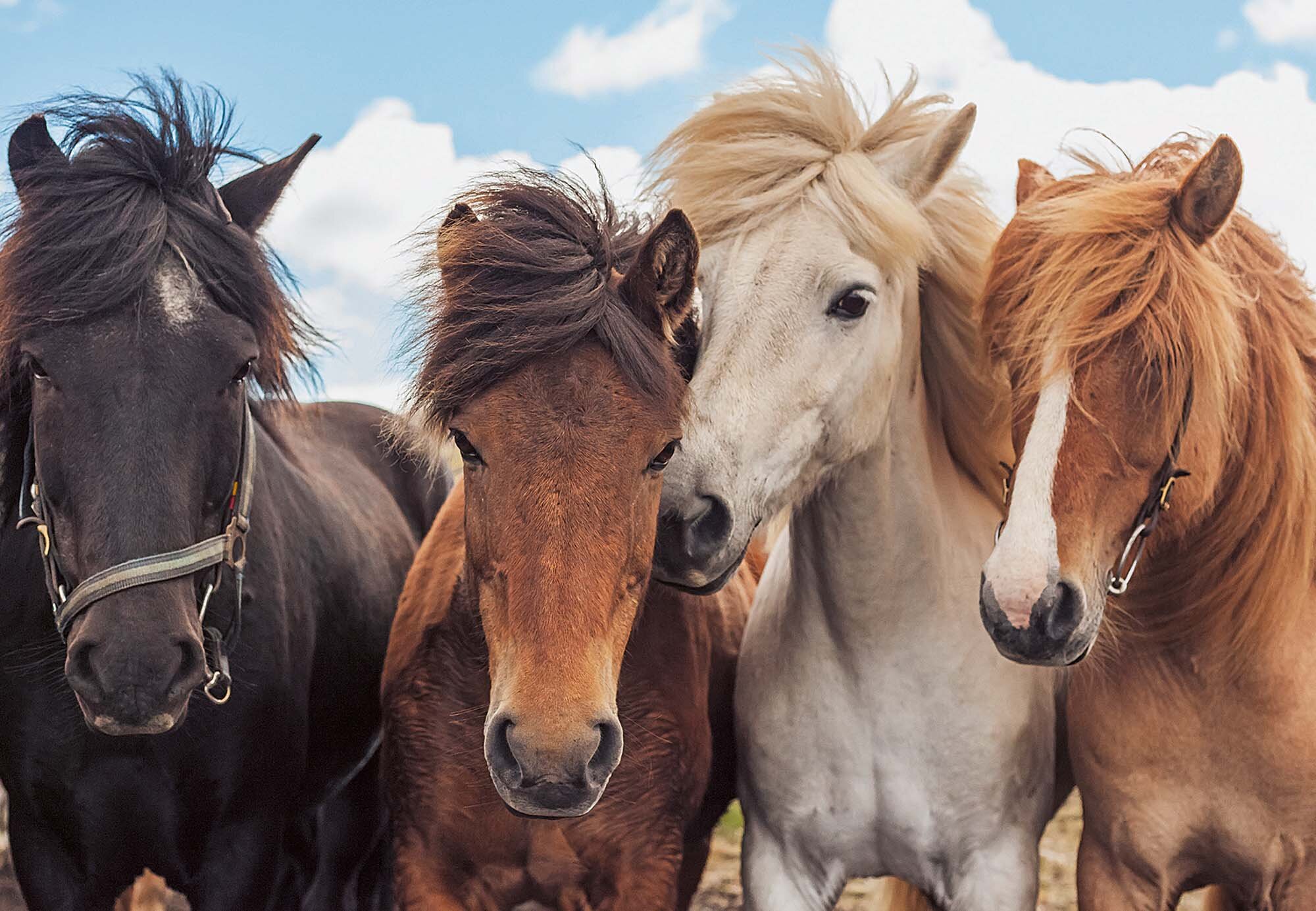 Ravensburger Puslespil, Horse Friends 2x24 brikker