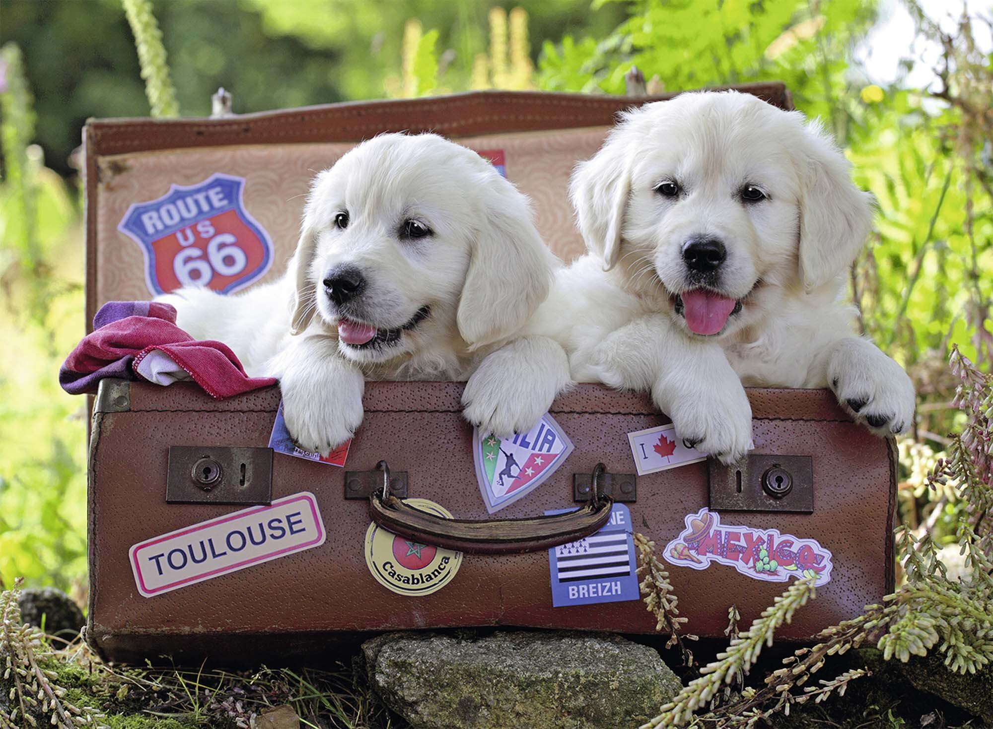 Ravensburger Puslespil, Traveling Pups 100 brikker XXL