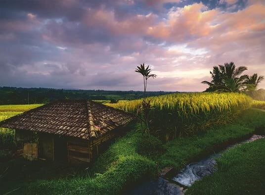 Ravensburger Puslespil - Bali Rice Fields 500 brikker