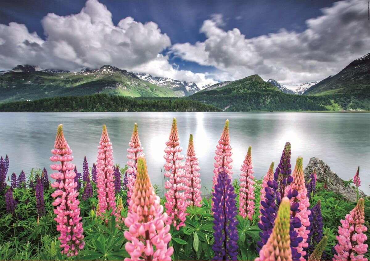 Educa Puslespil - Lupins on the shore of Lake Sils, Switzerland 1500 brikker